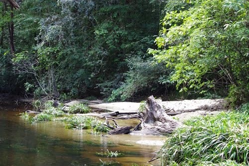 La crique du bagne-annamites-guyane
